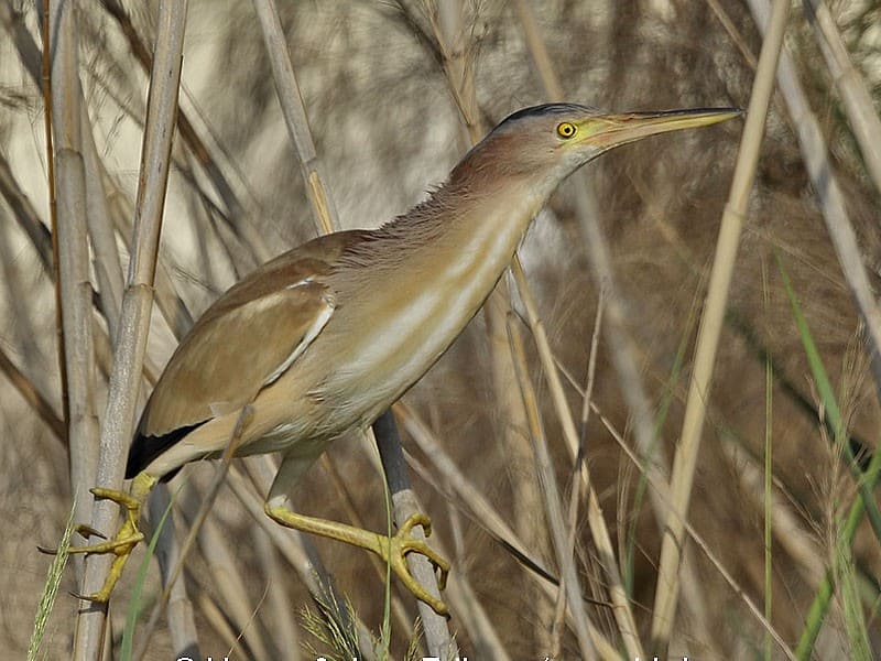 Yellow Bittern